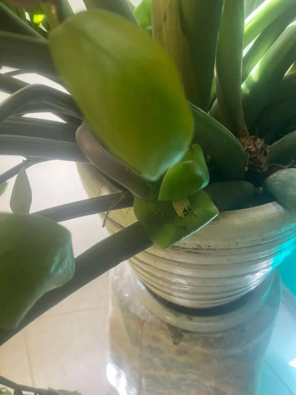 گیاه|گل و گیاه طبیعی|پردیس, فاز ۲|دیوار