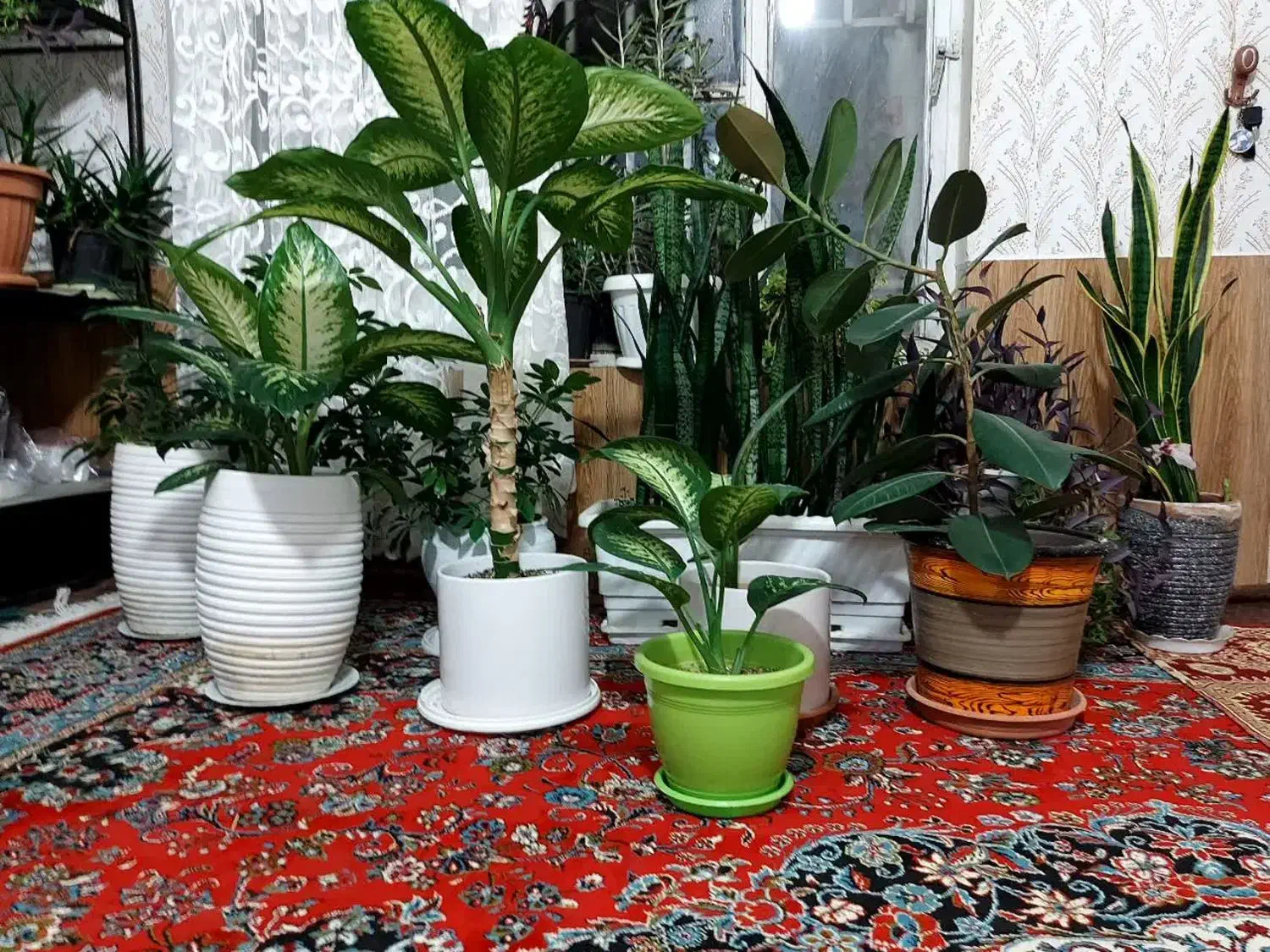 هراج گل ها|گل و گیاه طبیعی|چناران, |دیوار