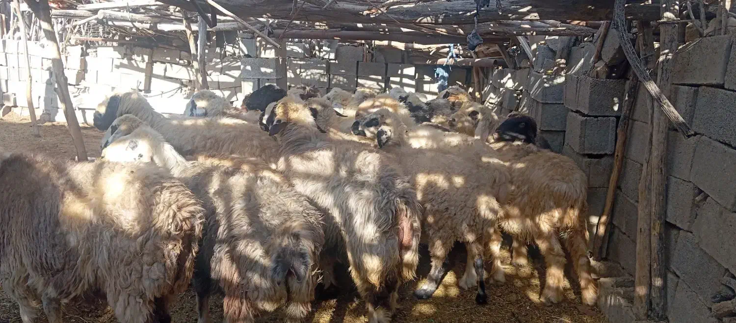 25راس میش داشتی|حیوانات مزرعه|ارژن, |دیوار