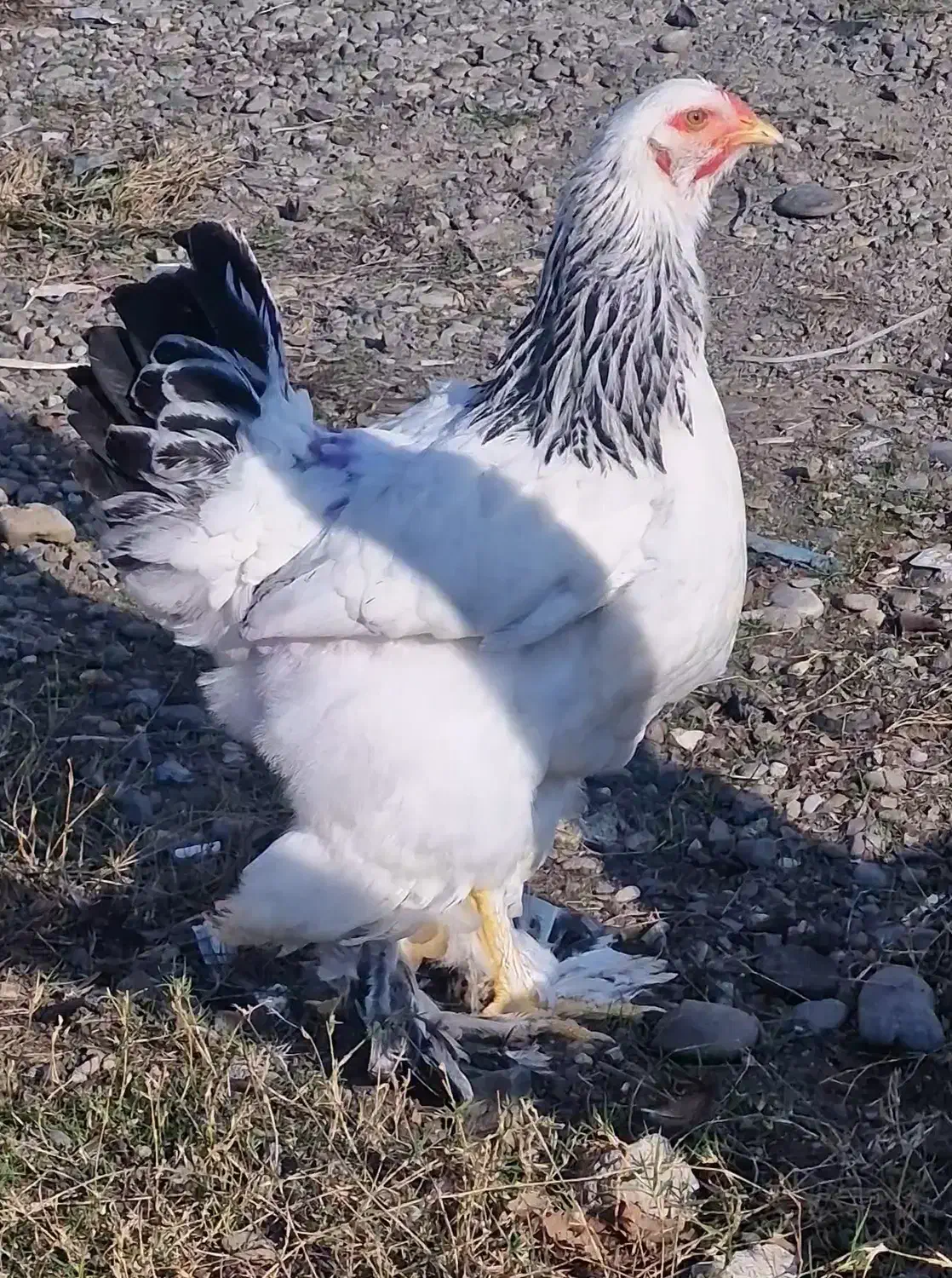 مرغ برهما اصیل جوان|حیوانات مزرعه|رشت, گیل|دیوار