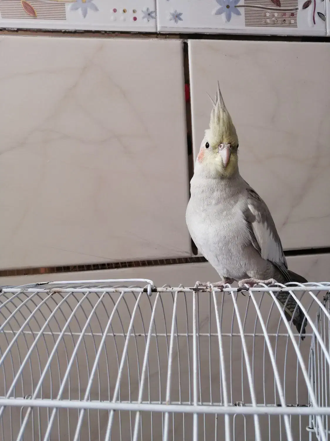 عروس هلندی آهویی|پرنده|مرودشت, ابوذر جنوبی|دیوار