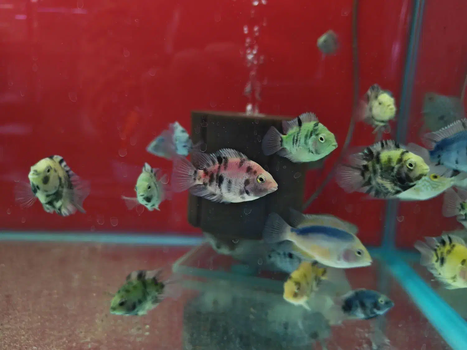 ماهی آکواریوم دلسا|ماهی|خمین, |دیوار