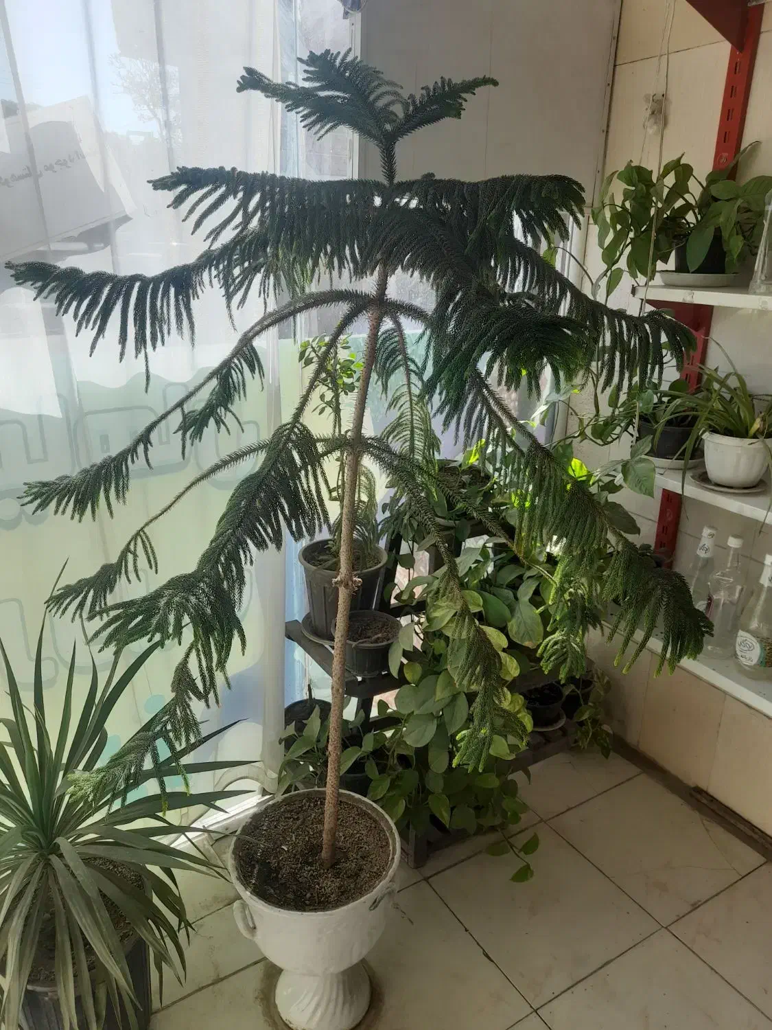 کاج مطبق|گل و گیاه طبیعی|نیشابور, سرآب کوشک|دیوار