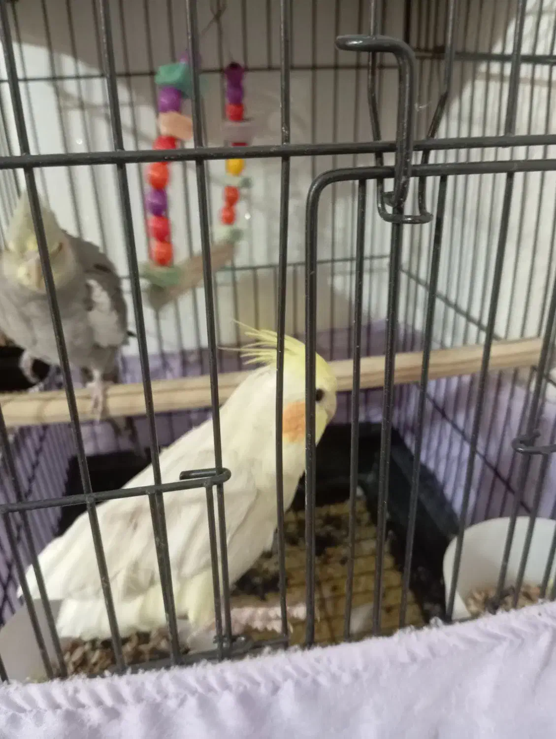 عروس دستی ونر وحشی|پرنده|قدس, شهرقدس|دیوار