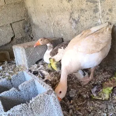 غاز محلی|حیوانات مزرعه|فارسان, |دیوار