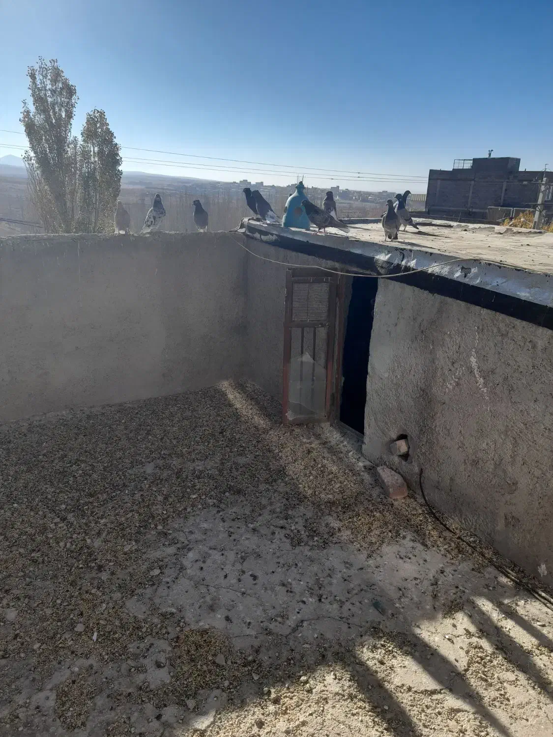 کبوتر|پرنده|قروه, |دیوار