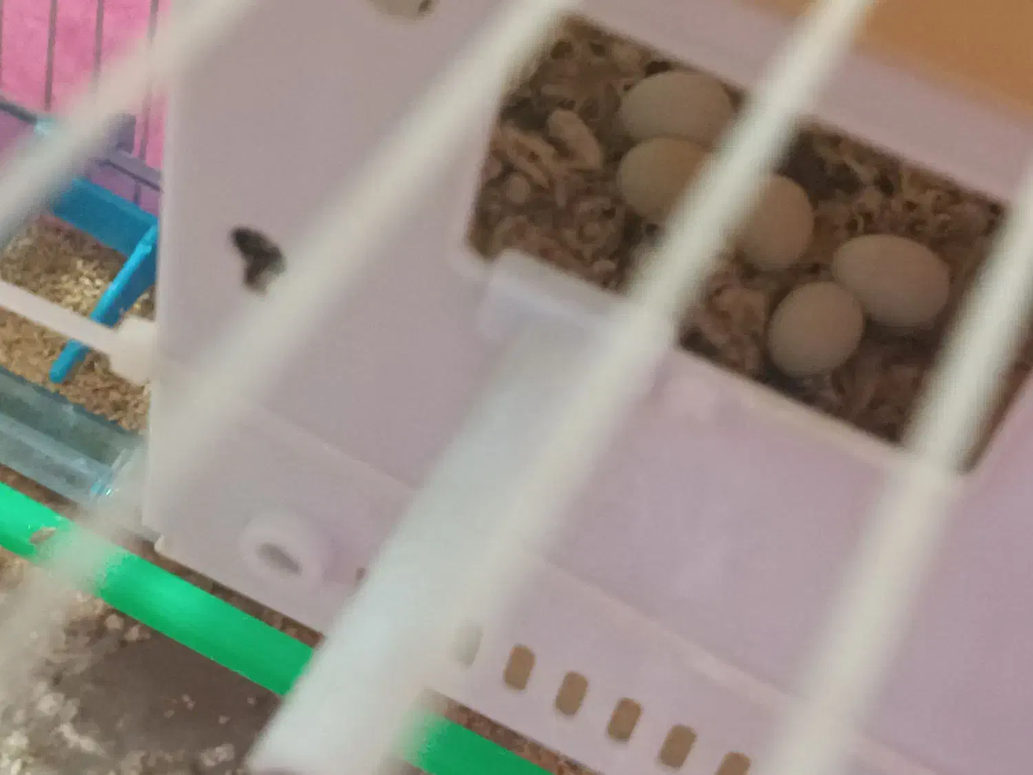 فنچ بلک بادی با تخم و لپ سیاه کینگ|پرنده|مشهد, گلشور|دیوار