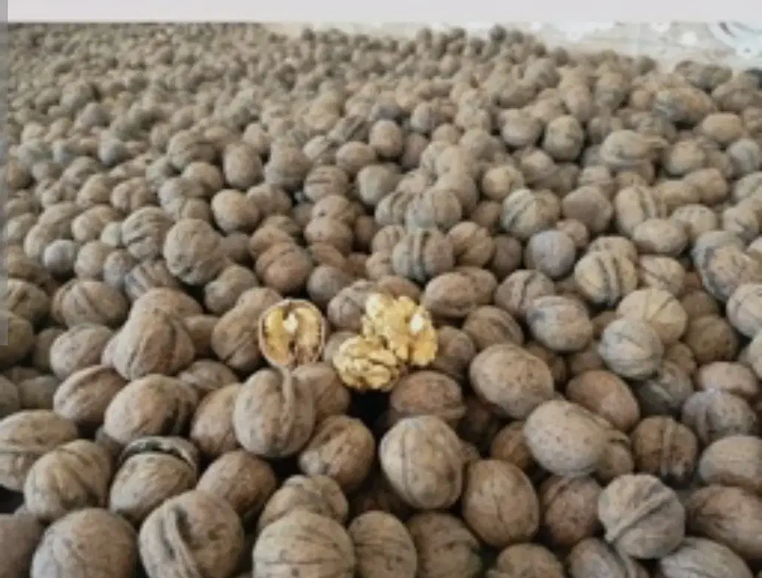 فروش گردو|عمده‌فروشی|کندوان, |دیوار