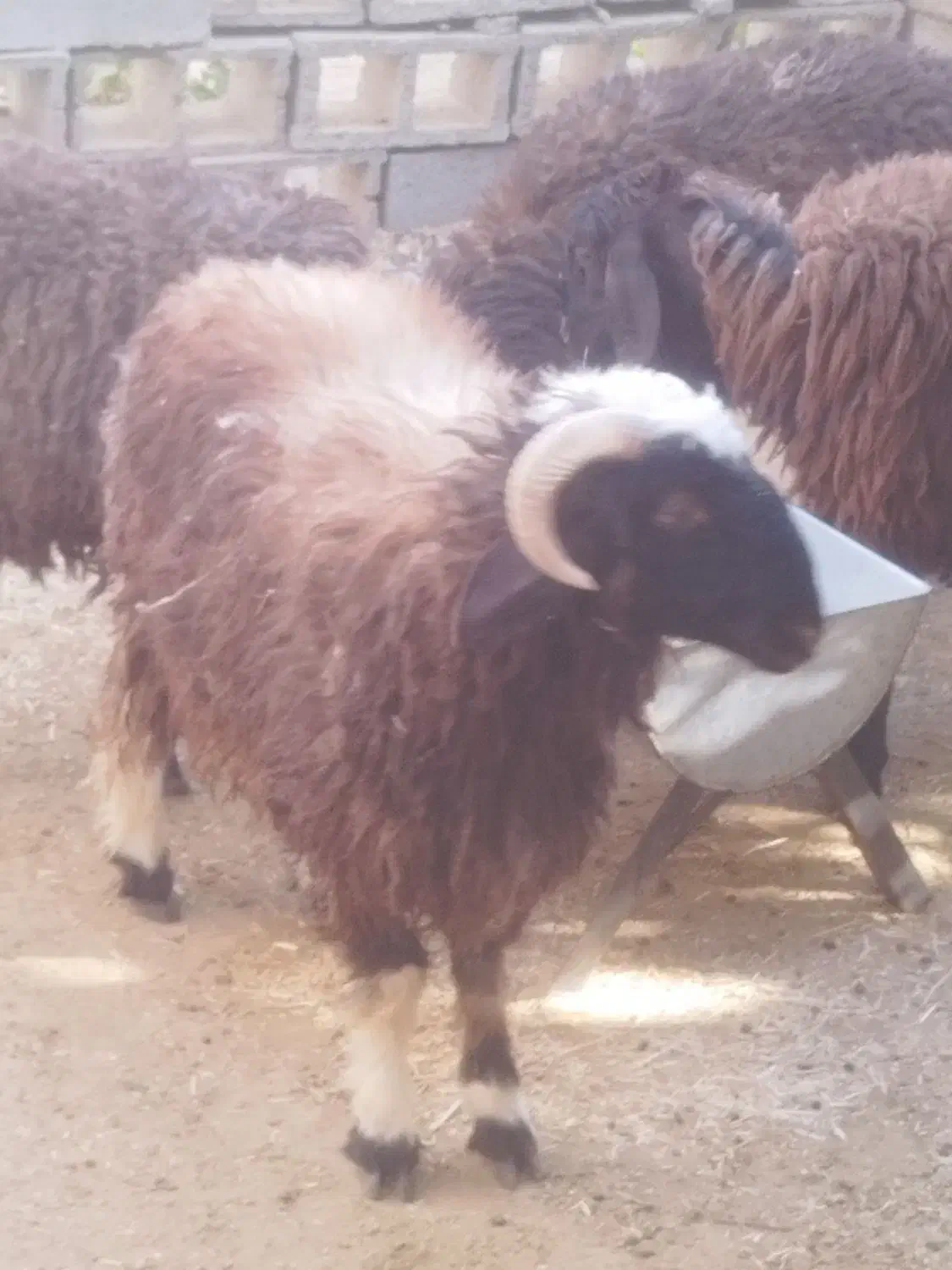 قوچ|حیوانات مزرعه|سیمکان, |دیوار