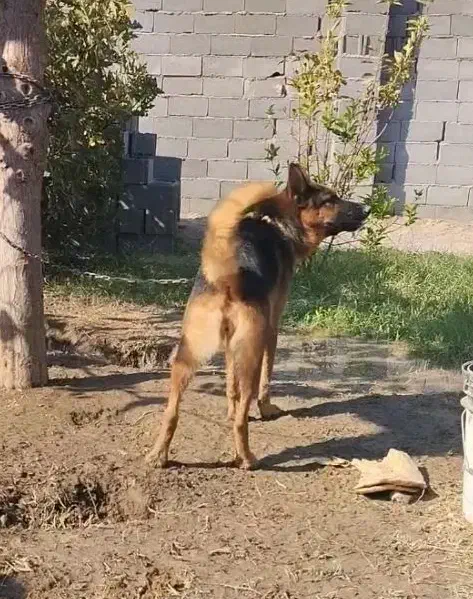 واگذاری ژرمن|سگ|رفسنجان, |دیوار