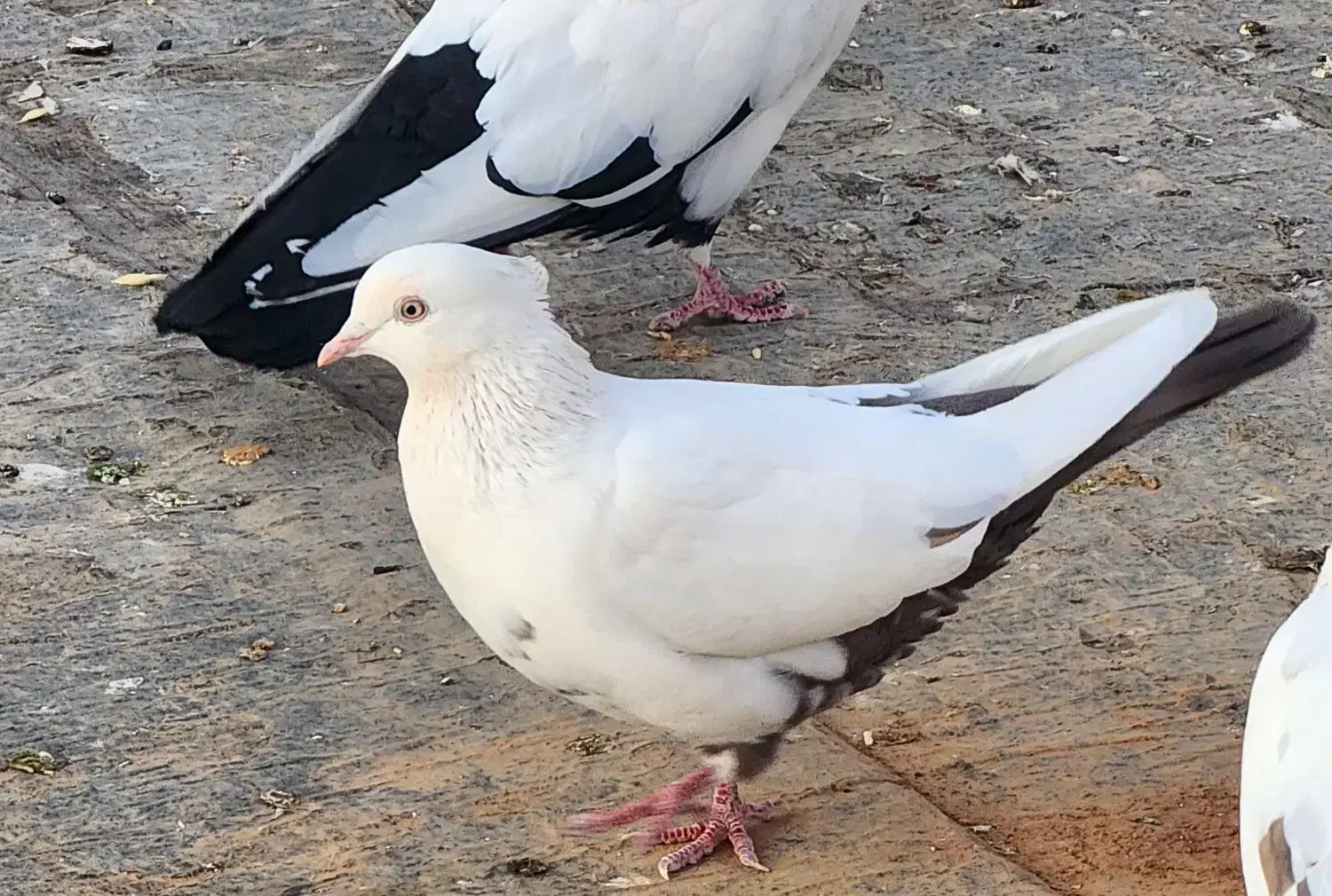 کبوتر دم قهوه ای|پرنده|بیجار, |دیوار