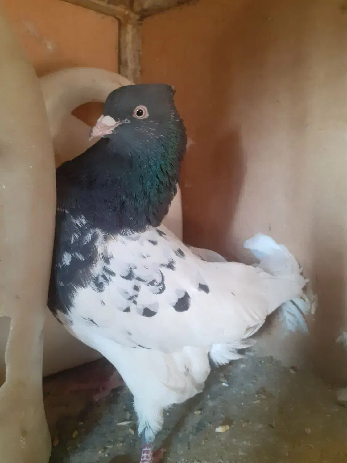 فروش ۱۸ عدد کفتر رنگی یکجا|پرنده|آباده, |دیوار