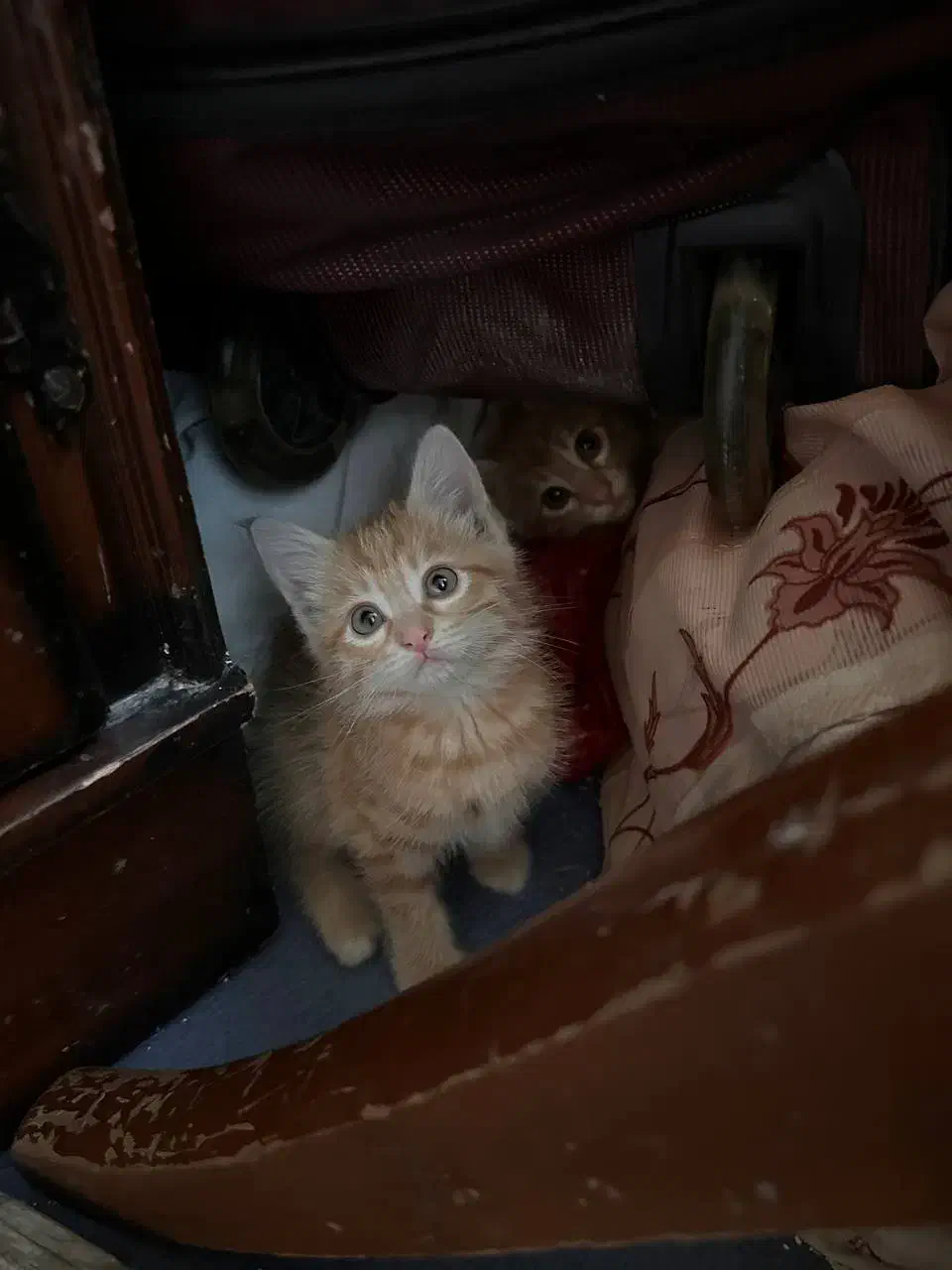 وگزاری گربه|گربه|قم, تعویض پلاک|دیوار