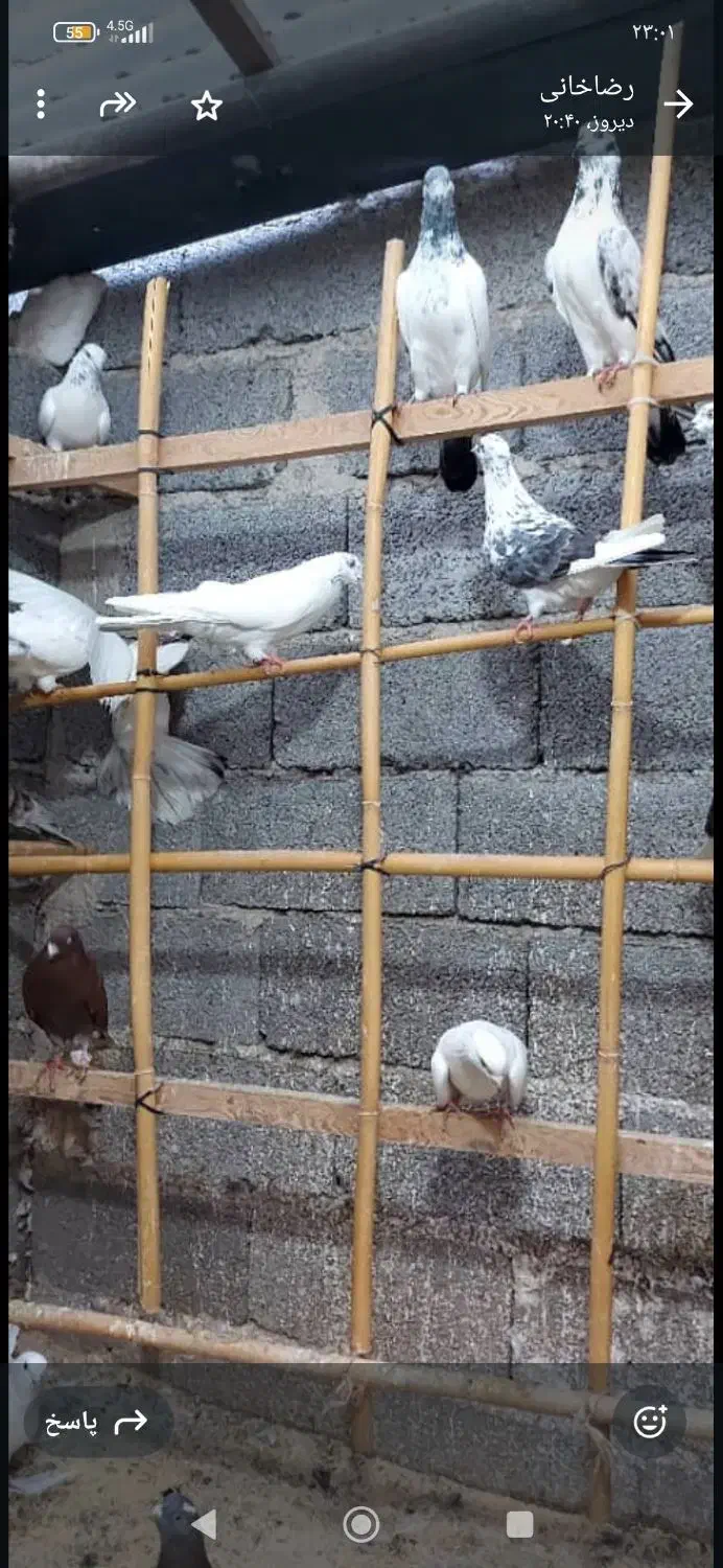 کبوتر پرشی|پرنده|رشت, بیجارپس|دیوار