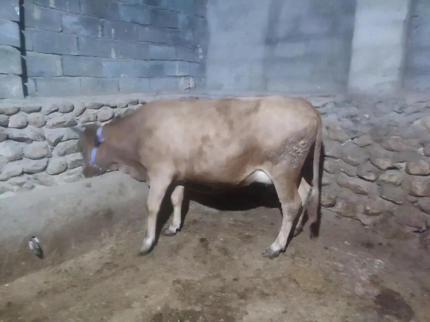 گاو شیری|حیوانات مزرعه|بجنورد, |دیوار