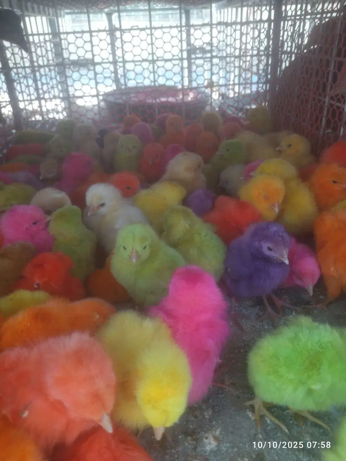 جوجه محلی سلطان جوجه رنگی بلدرچین|حیوانات مزرعه|کوخرد هرنگ, |دیوار