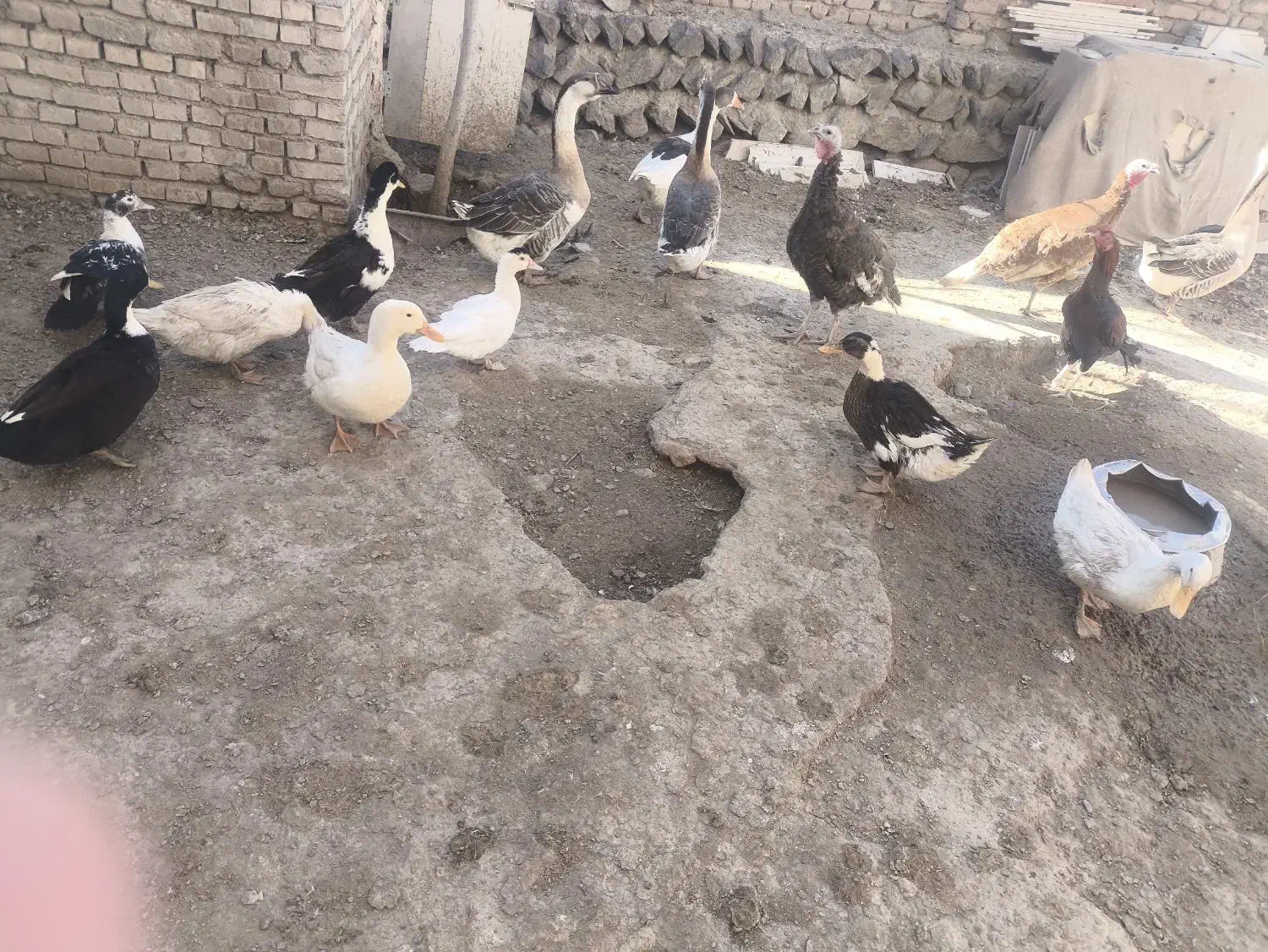 حیوانات اهلی اردک و بوقلمون و غاز|حیوانات مزرعه|اردبیل, |دیوار