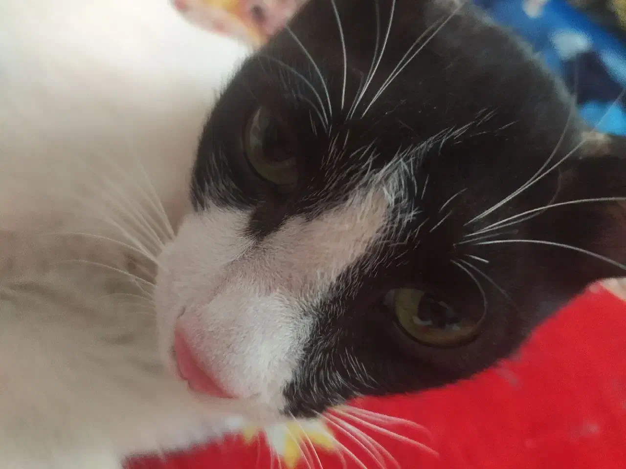 گربه گمشده|گربه|بندر گناوه, |دیوار