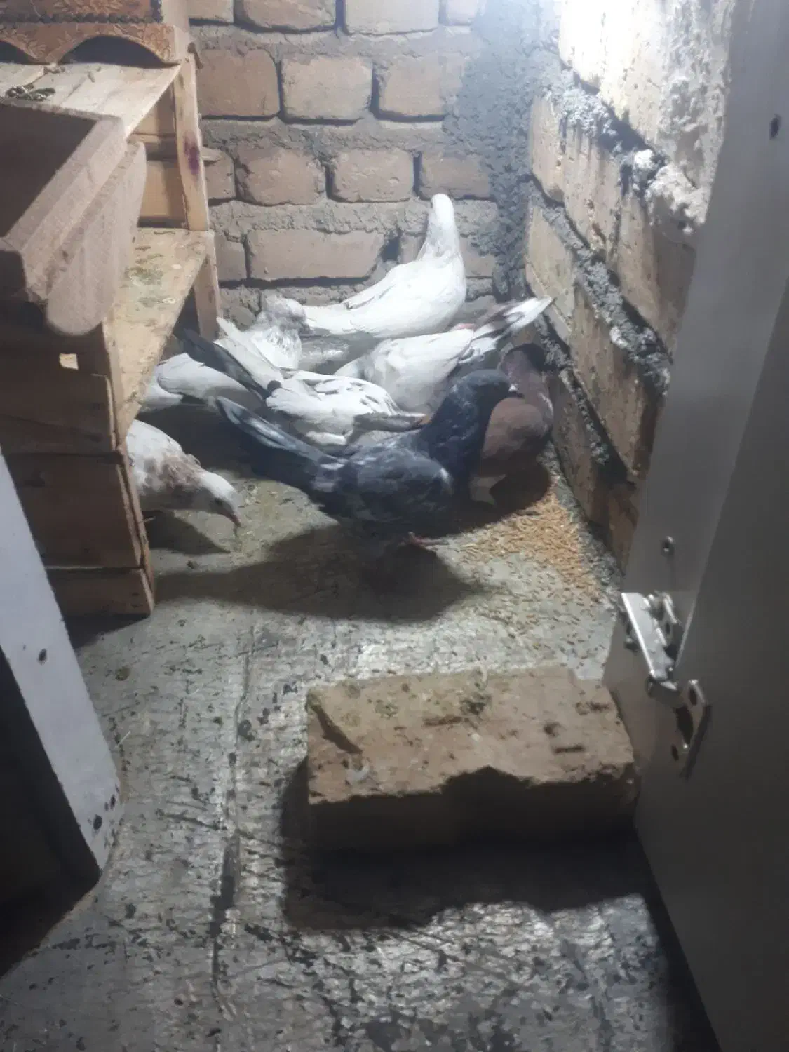 کفتر پرشی|پرنده|مشکین‌دشت, |دیوار