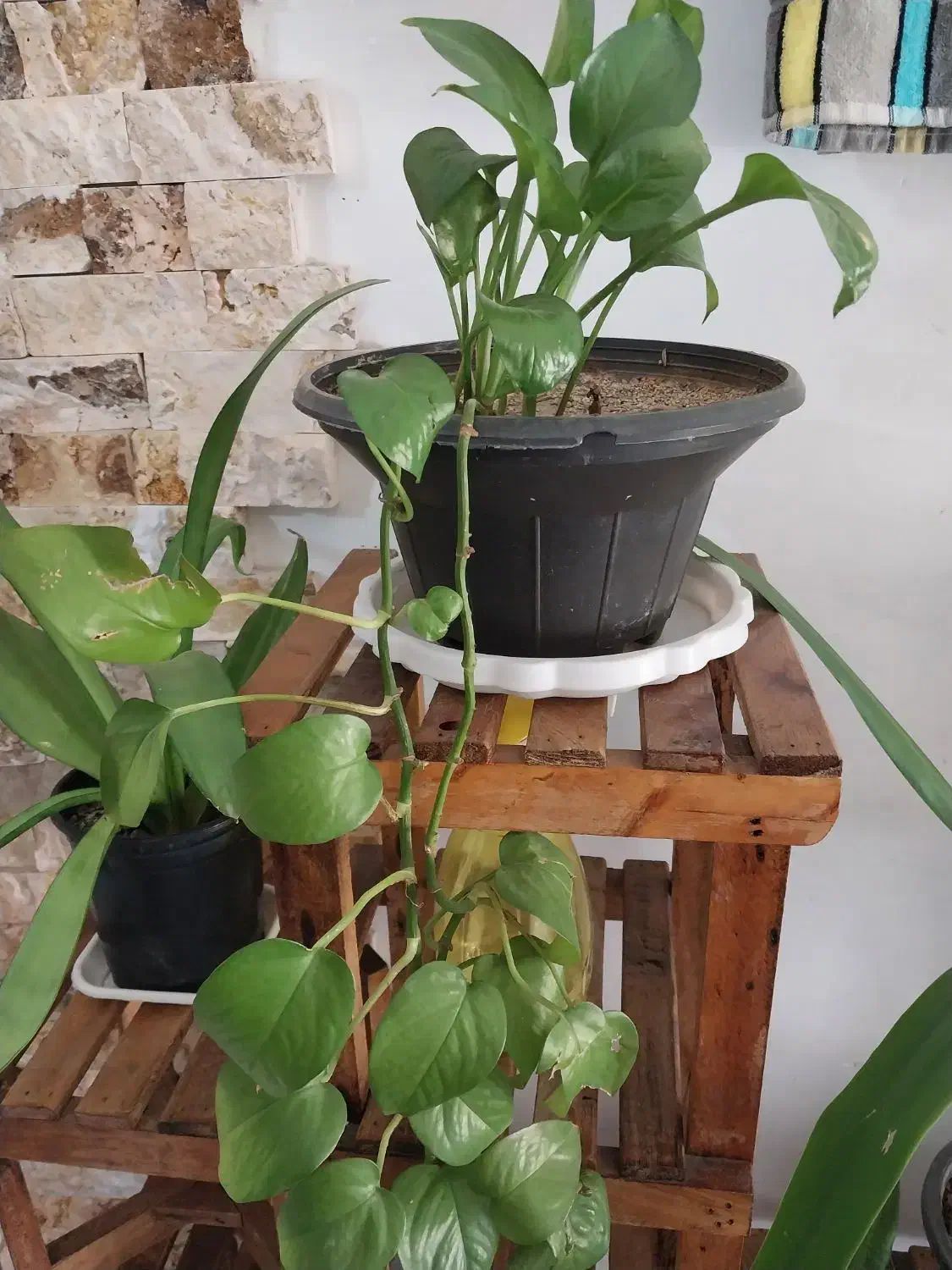 گل خورشیدی آونیوم و پتوس سانسوریا مهتابی و ابلغ|گل و گیاه طبیعی|اسلام‌شهر, شهرک محمدیه|دیوار