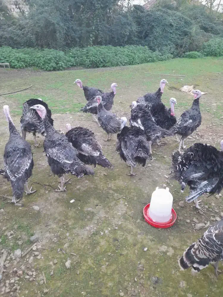 بوقلمون.لاری.لهستانی|حیوانات مزرعه|ضیابر, |دیوار