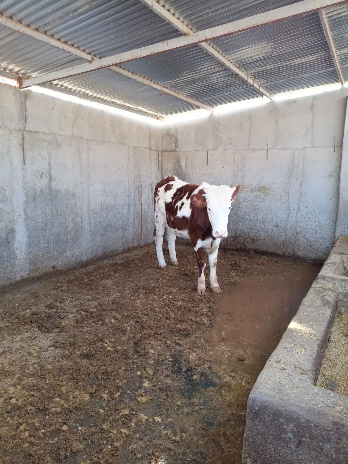 گوساله سیمینتال|حیوانات مزرعه|آق قلا, |دیوار