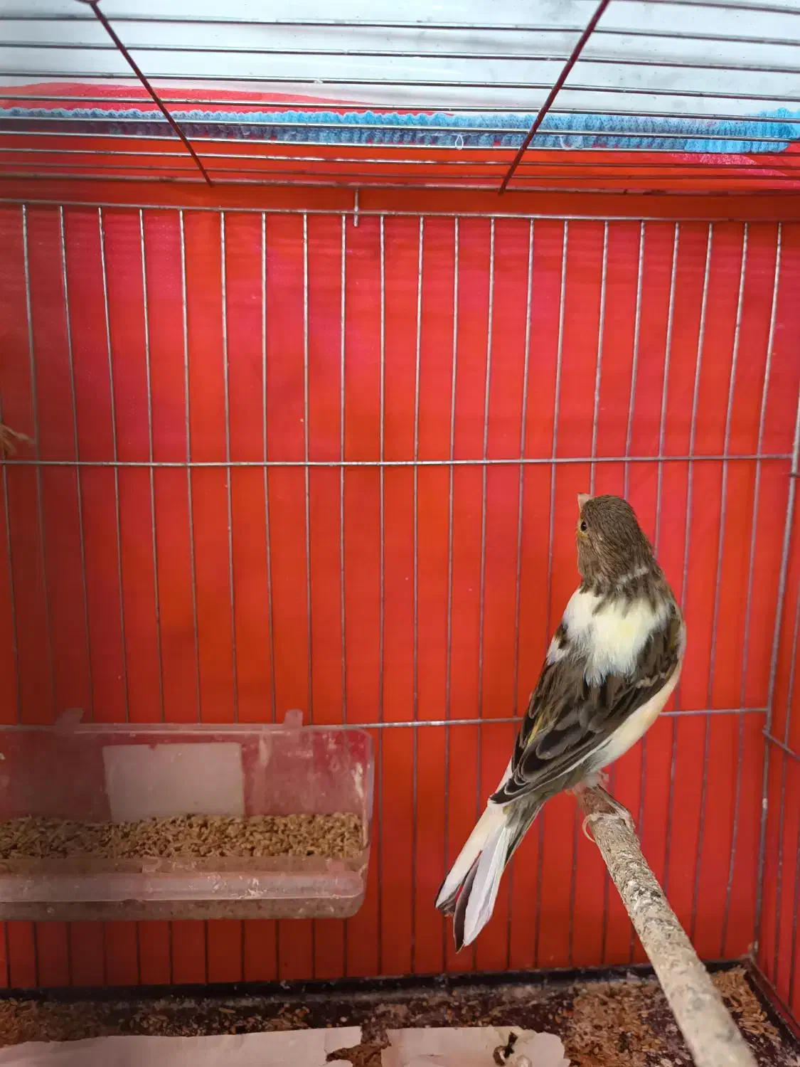 ماده قناری|پرنده|یزد, |دیوار