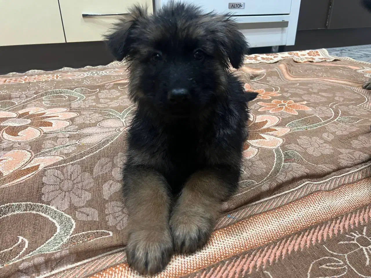 توله سگ ژرمن شپرد|سگ|نجفآباد, امام خمینی|دیوار