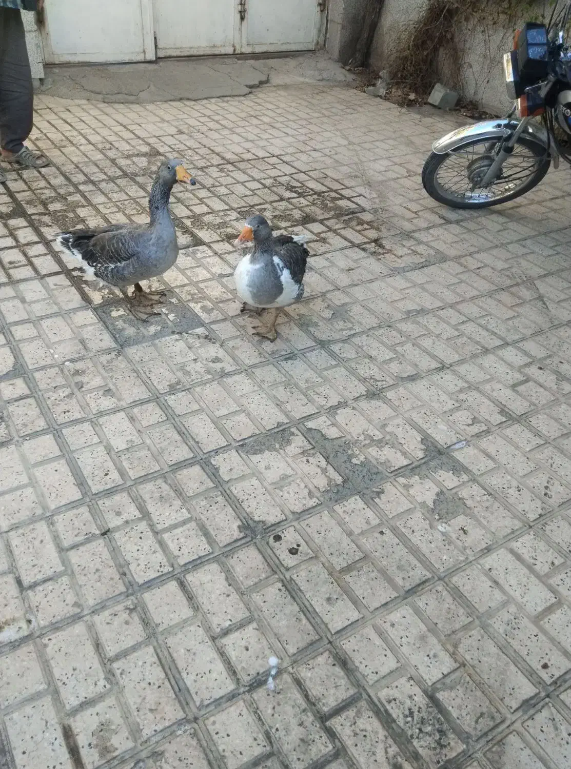 یک جفت غاز جوان|حیوانات مزرعه|مشهد, ایوان|دیوار