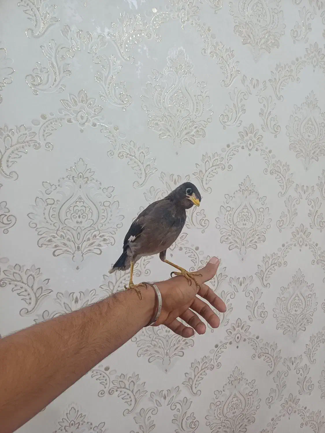 مرغ مینا|پرنده|گتوند, |دیوار