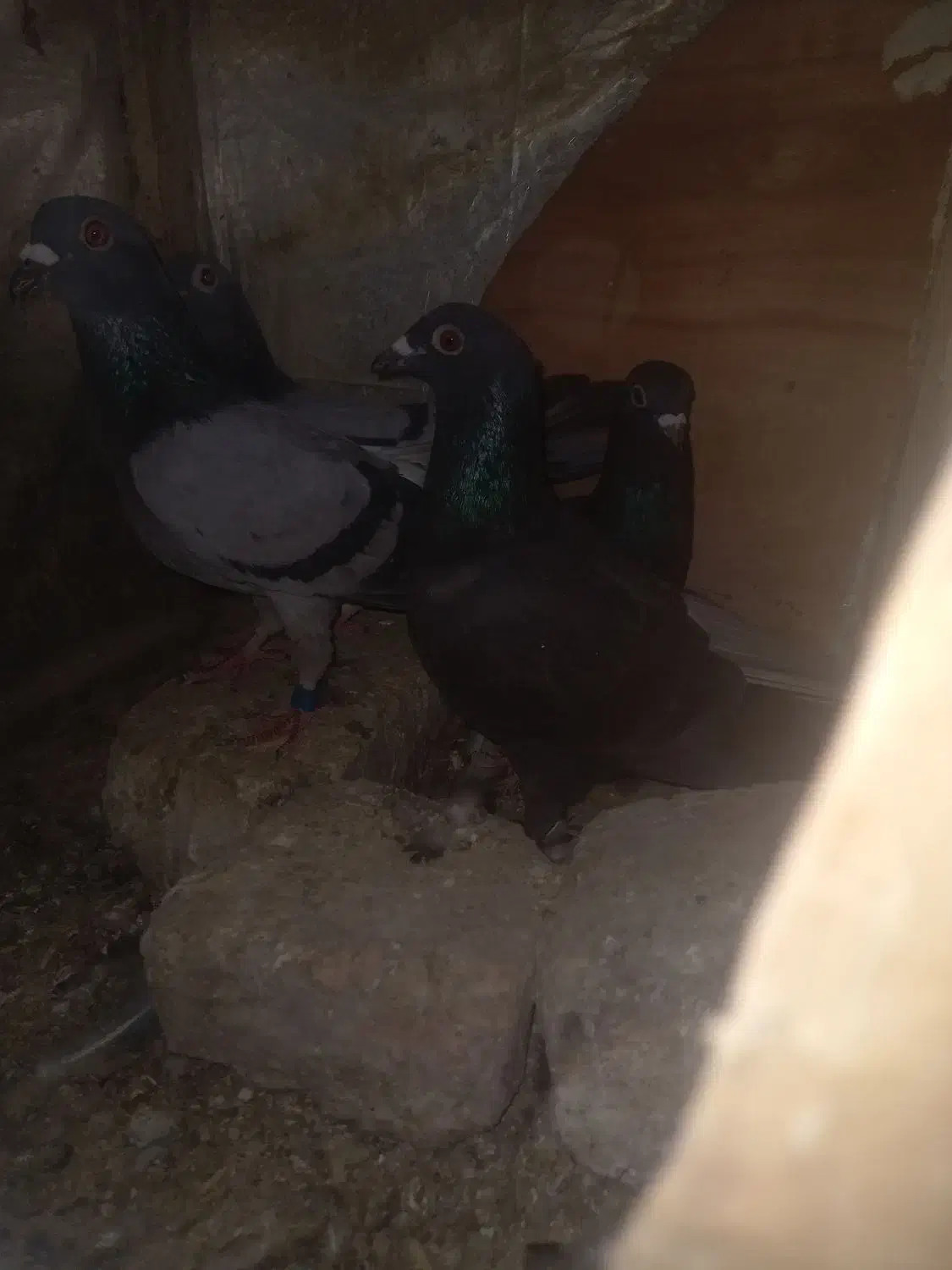 چهارکبوترشهرستان ضمانتی|پرنده|زابل, |دیوار