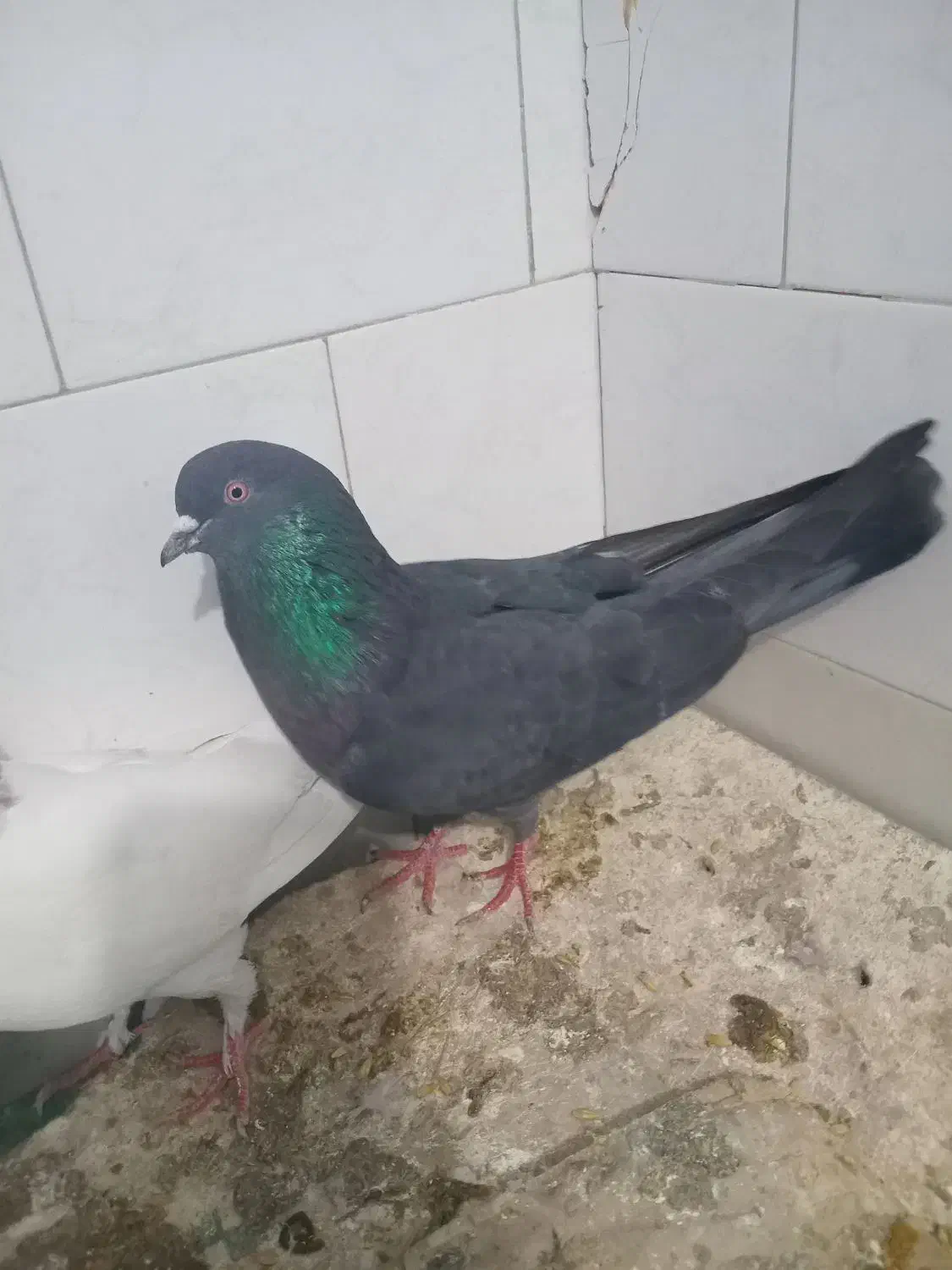 نبود جا|پرنده|مهدی شهر, |دیوار