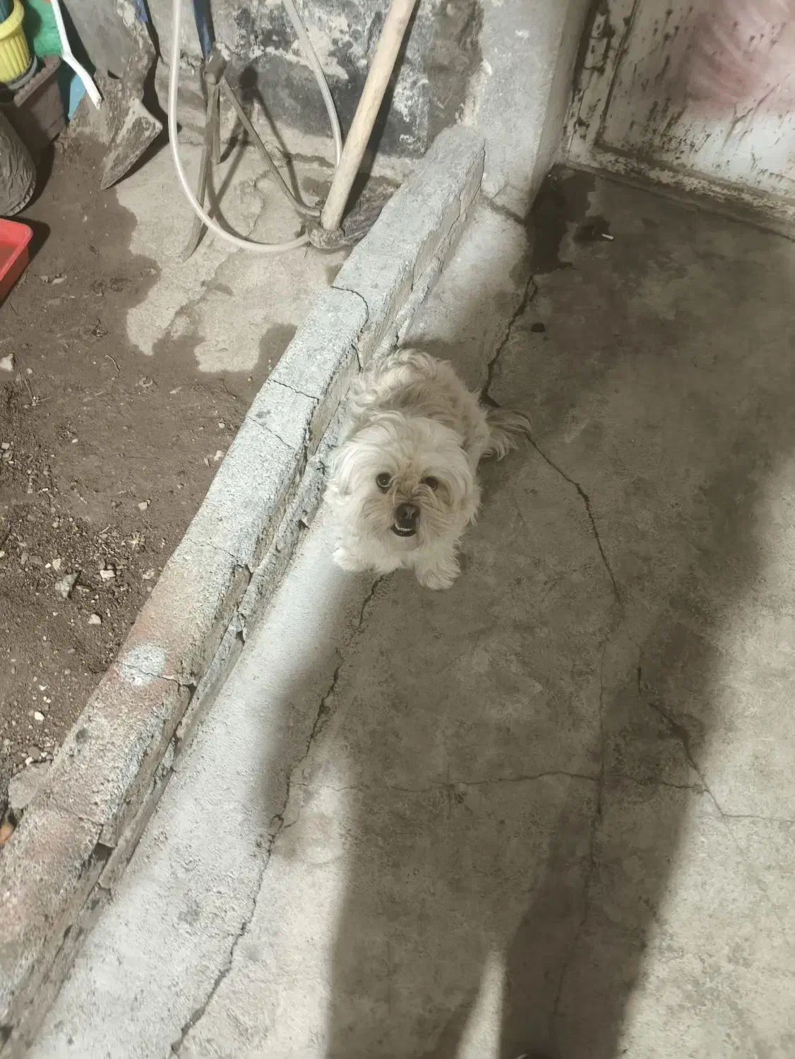 شیتزو تریر|سگ|بیجار, |دیوار