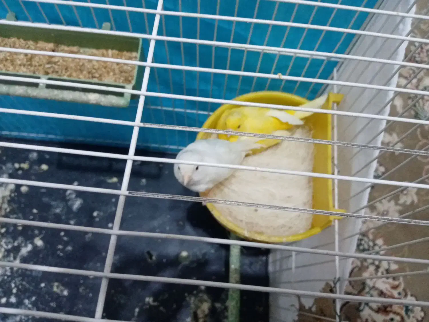 قناری|پرنده|بیرجند, |دیوار