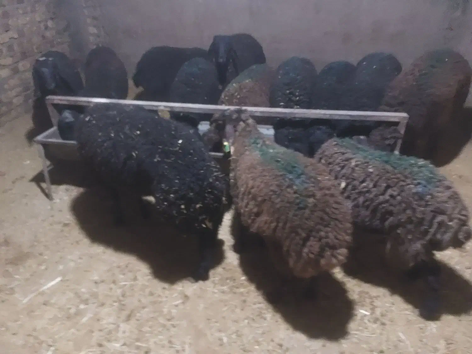 بره وزن ۳۵ تا ۴۰ کیلو تضمینی|حیوانات مزرعه|هشتگرد, تهران دشت|دیوار