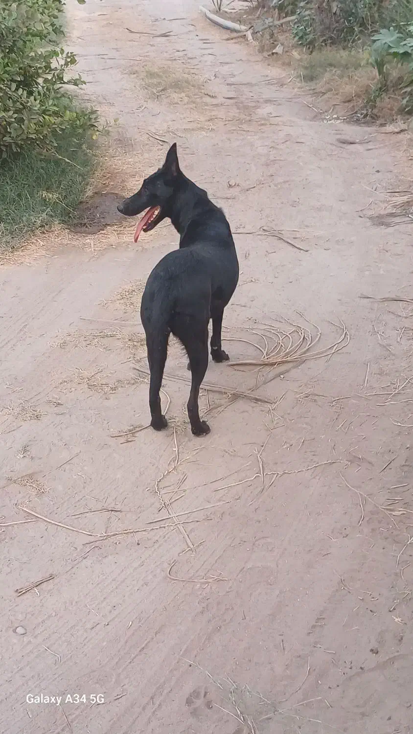 سگ مالینیوز ماده|سگ|میناب, |دیوار