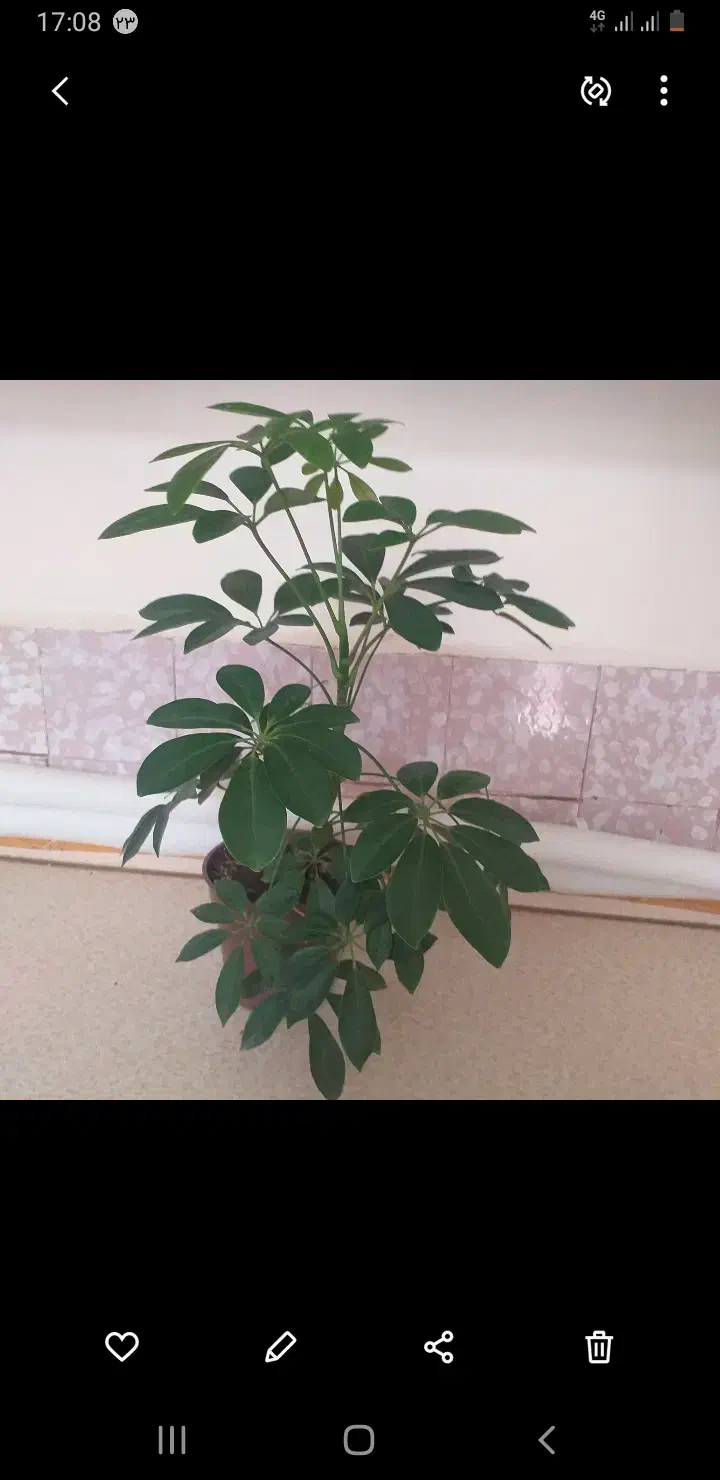 گل طبیعی|گل و گیاه طبیعی|اهر, |دیوار