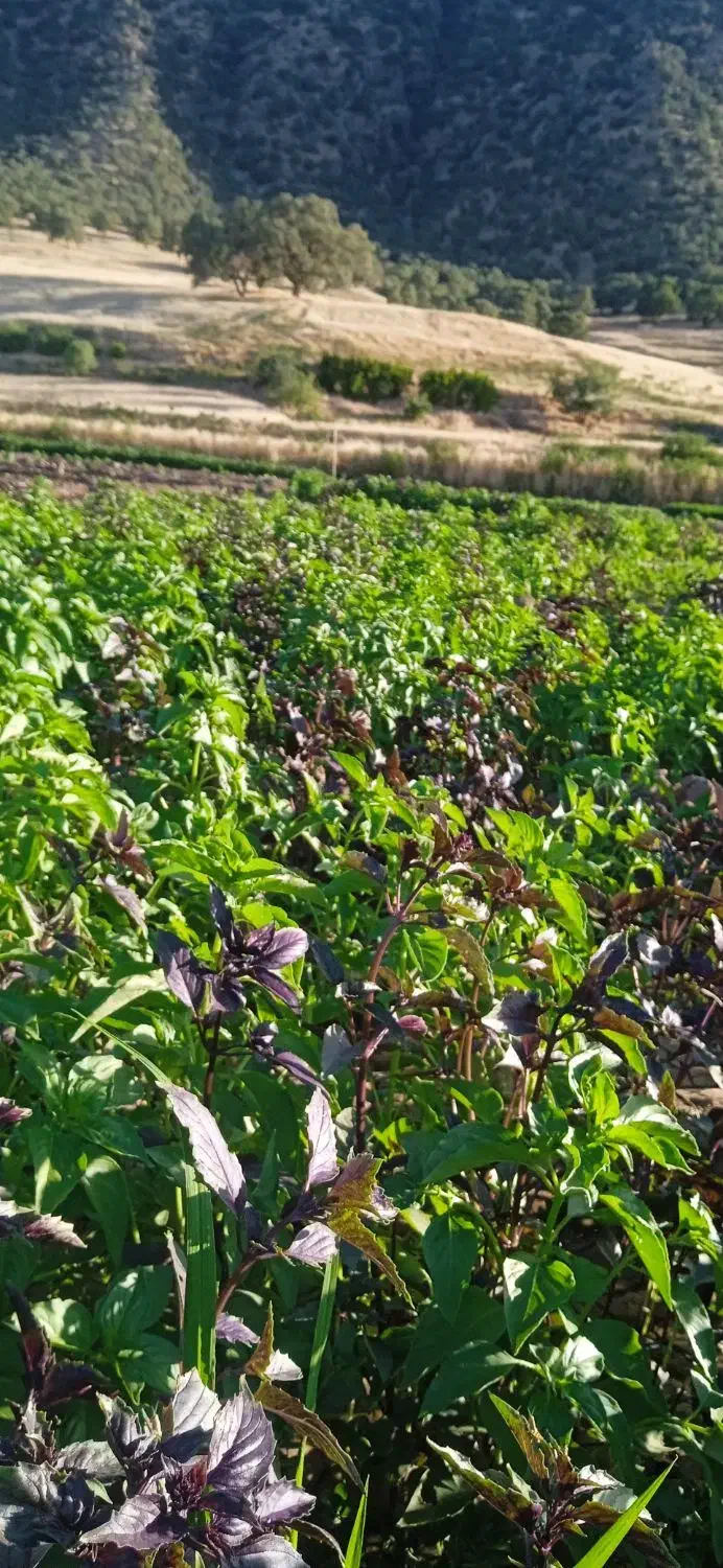 همکارفروشنده خانم|استخدام خدمات فروشگاه و رستوران|ایلام, |دیوار