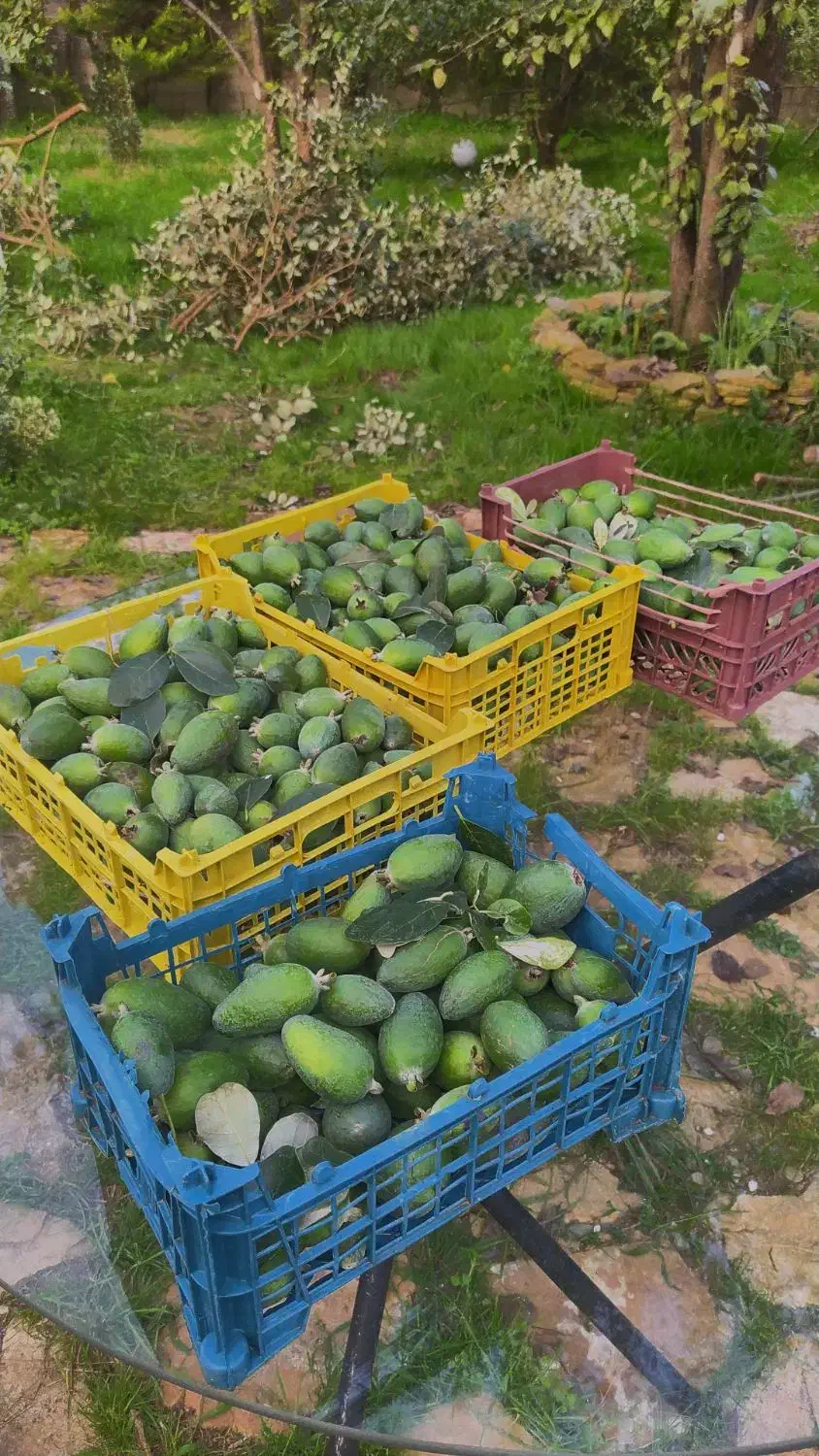 میوه فوجی تازه خوش طعم ،کیلویی ۱۰۰ تمن|خوردنی و آشامیدنی|رشت, بوسار|دیوار