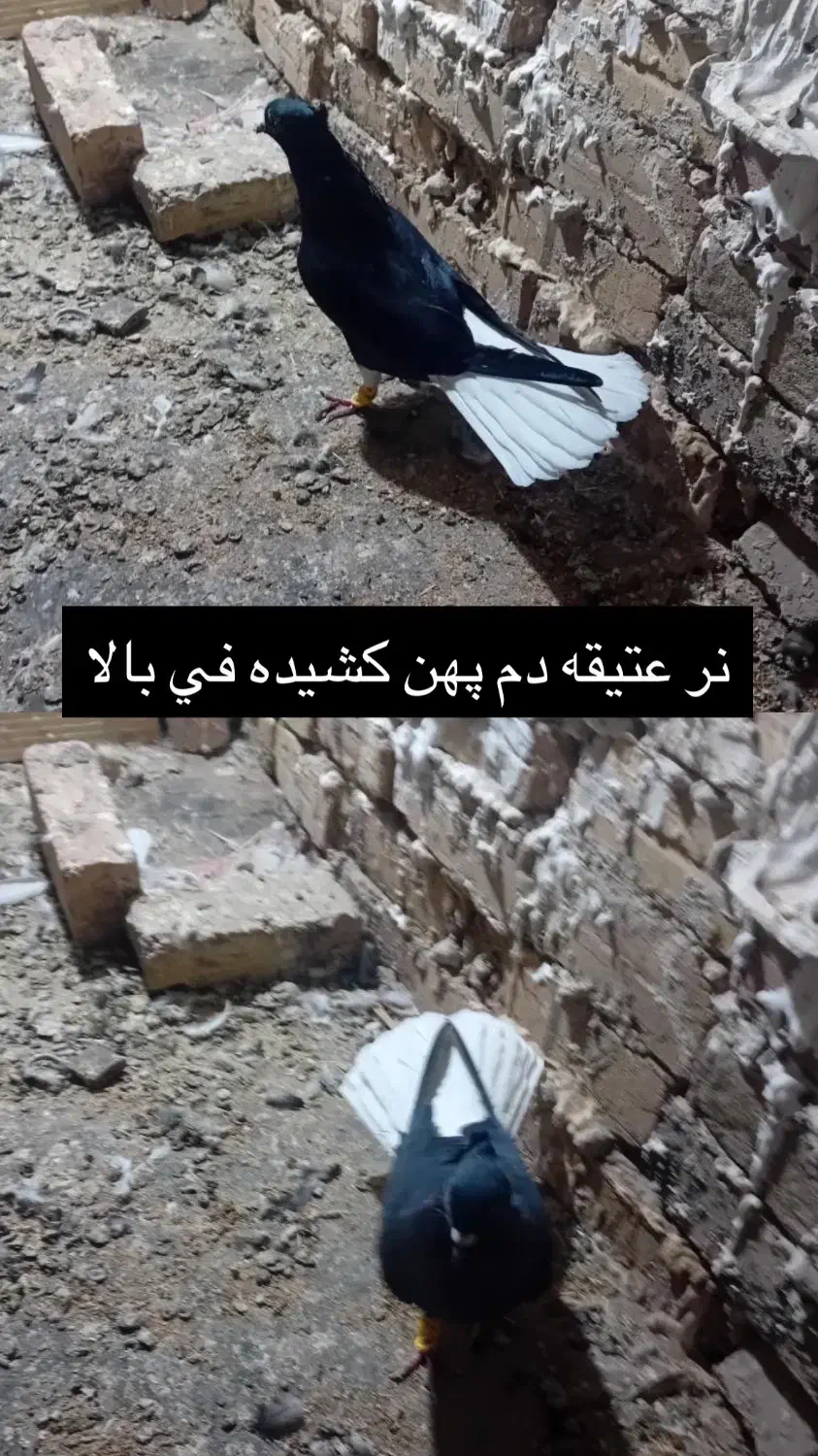 ۱۰تا دم سفیدهای عتیقه قاراپشتارچپ خوشرنگ|پرنده|قزوین, |دیوار