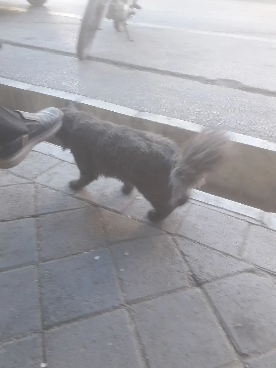 گربه خاص|گربه|خوی, |دیوار