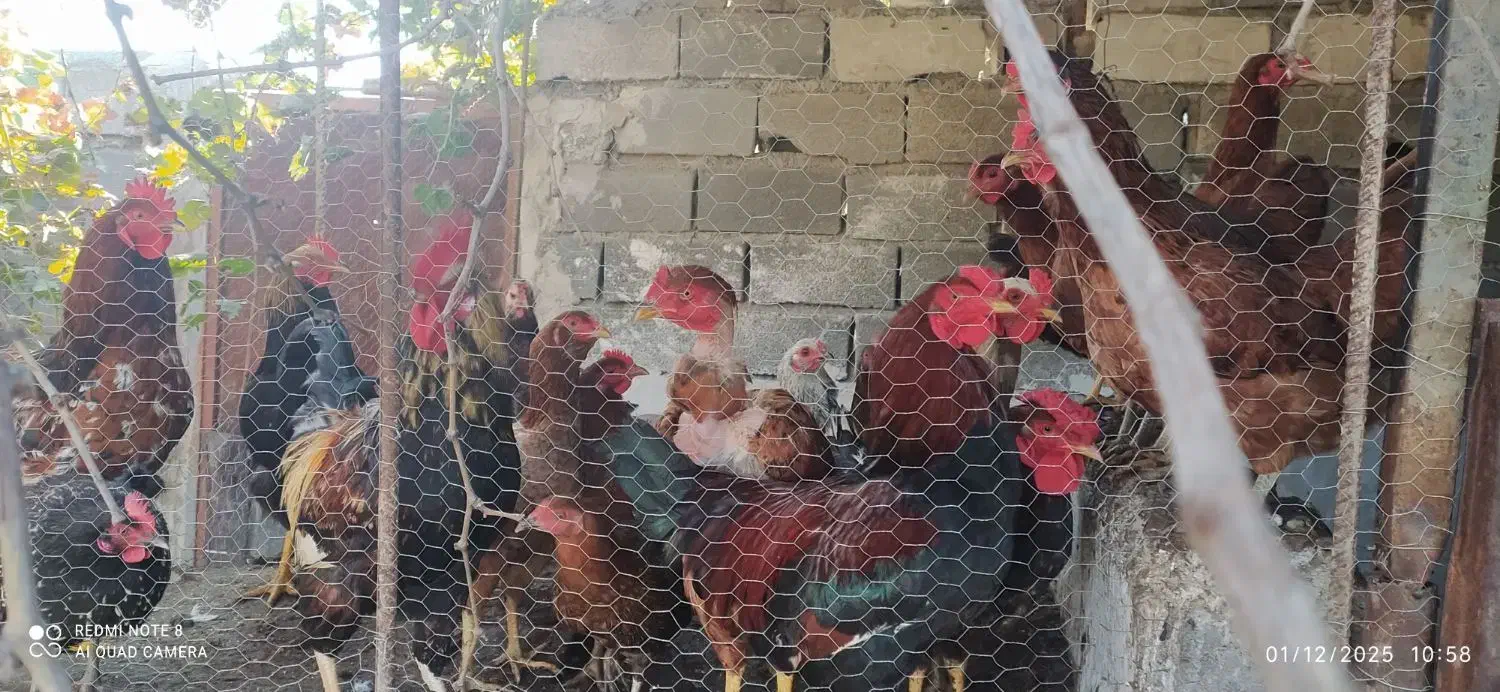 مرغ خروس محلی بیست عدد|حیوانات مزرعه|سرخنکلاته, |دیوار
