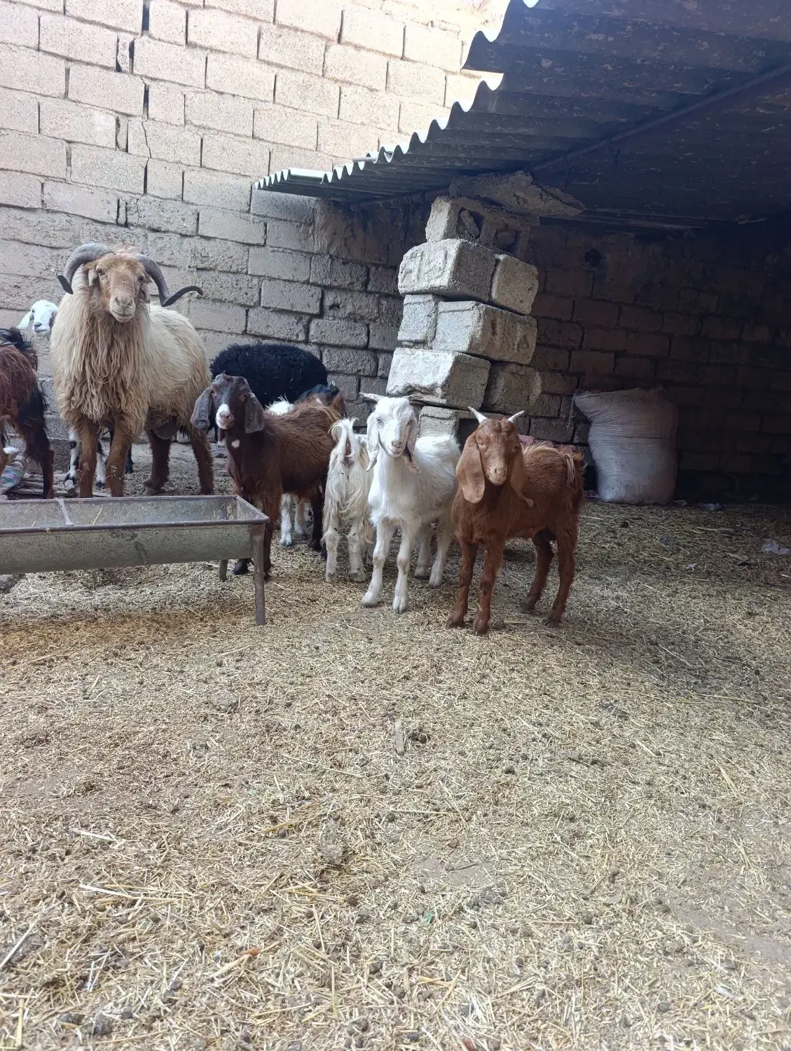 یک قوچ و چهار تا بز|حیوانات مزرعه|شادگان, |دیوار