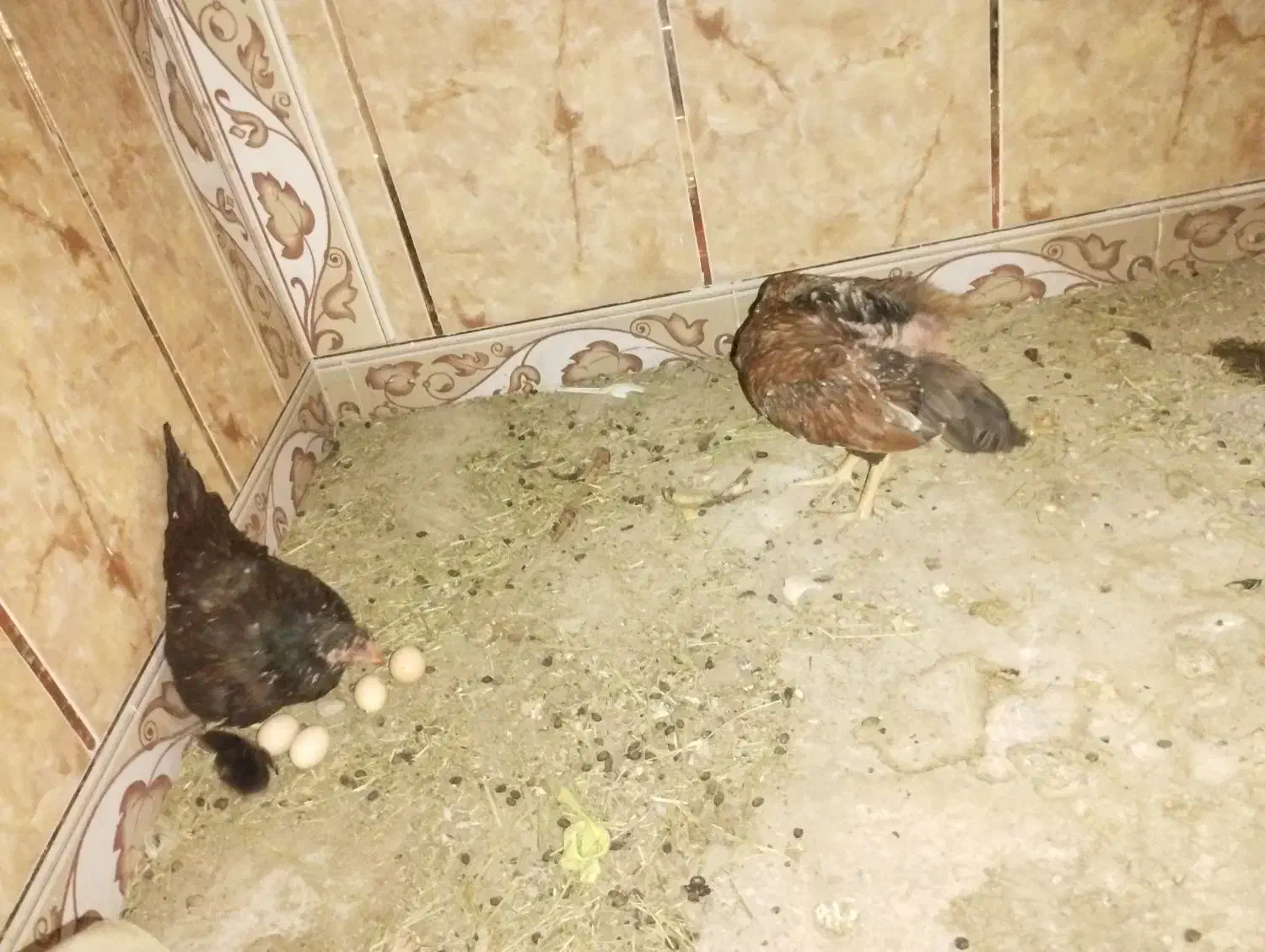 دوتا مرغ دشتی و یه جوجه و پنج تا تخم که پخته شدن|حیوانات مزرعه|ایرانشهر, |دیوار