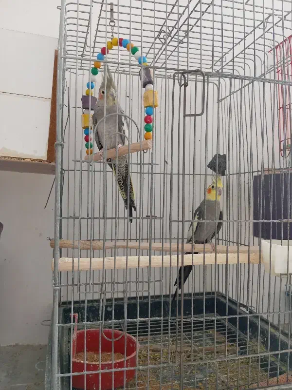 مرغ عروس نرو ماده کار داده|پرنده|کاشان, لتحر|دیوار