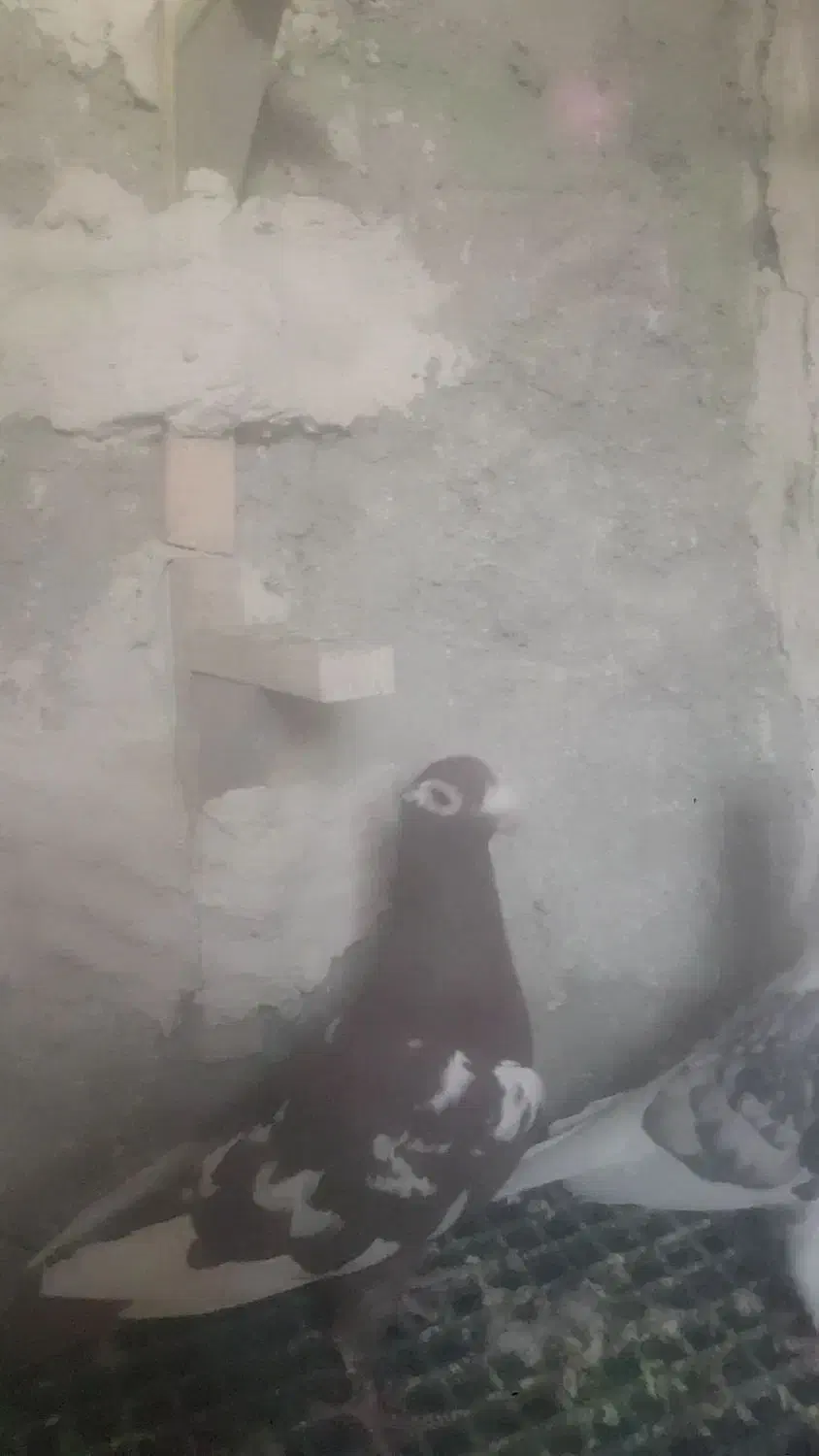 ماده پلاکی و بهبهانی|پرنده|نیریز, |دیوار