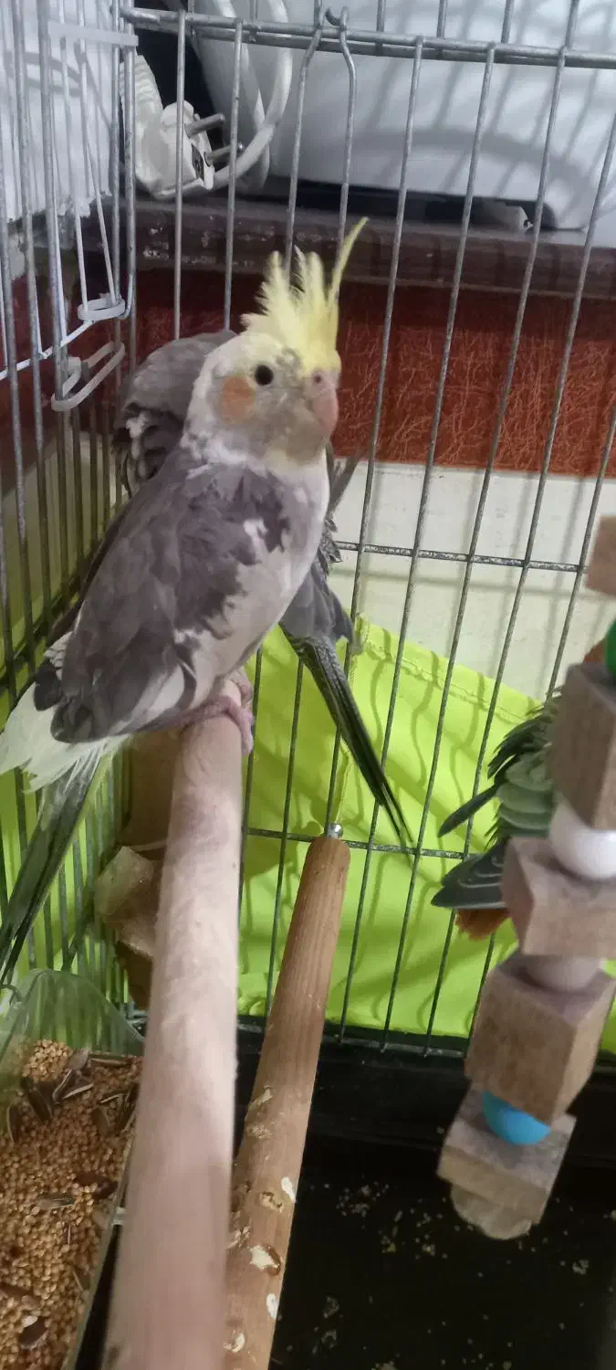 ۴۰۰۰،۰۰۰ قیمتش|پرنده|شهریار, شهرک امیریه|دیوار