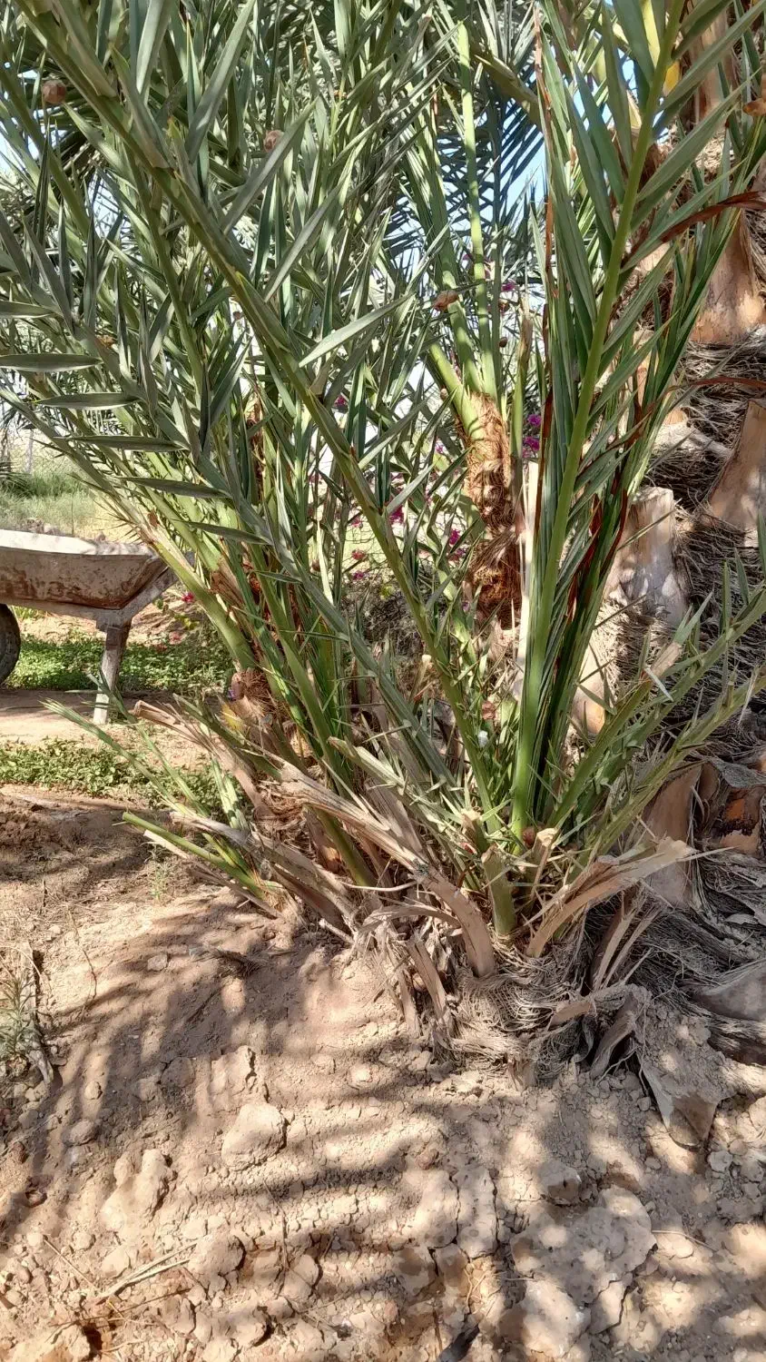 پاجوش برحی|گل و گیاه طبیعی|امیدیه, |دیوار