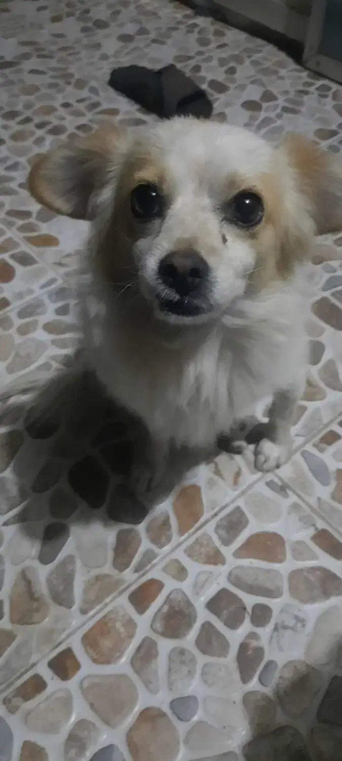 فروش سگ|سگ|آباده, |دیوار