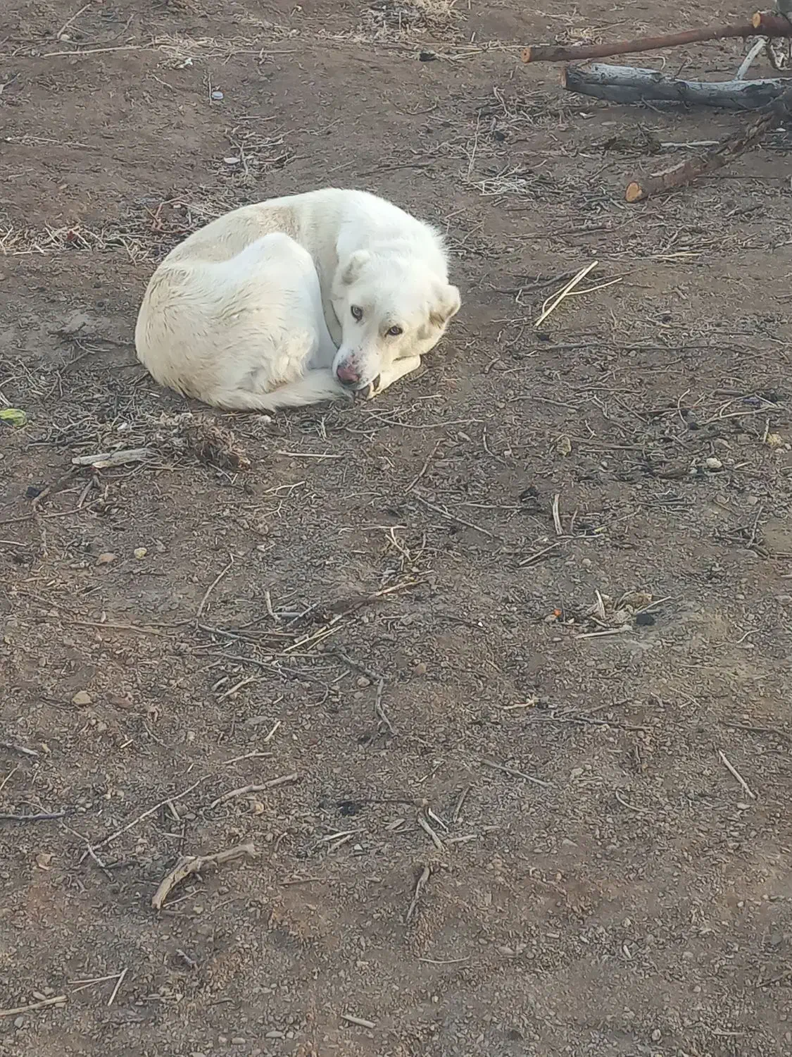 سگ ماده|سگ|خمین, |دیوار